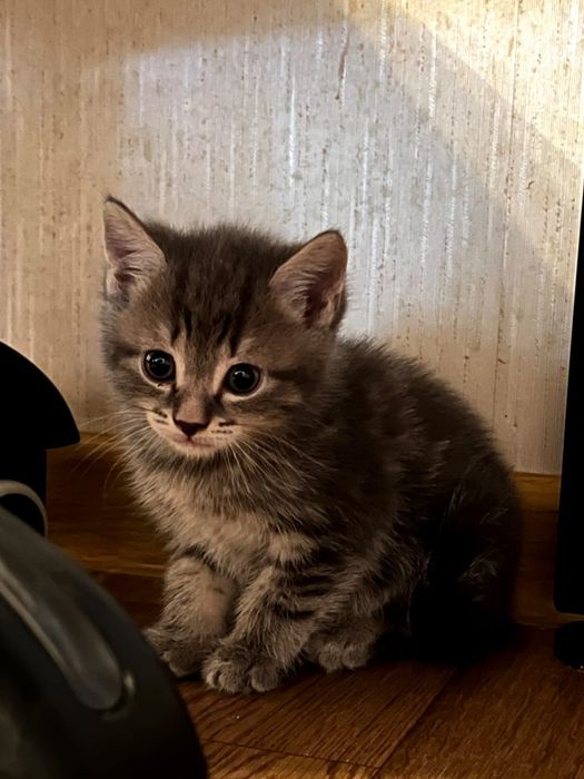 Продам котят за двадцать тыс тенге