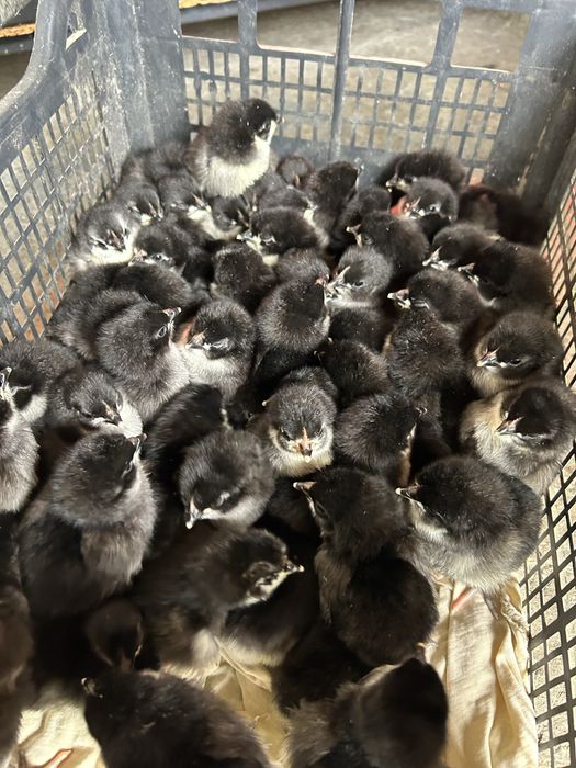 Pui australorp negru