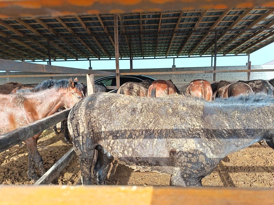 Жылкы сатам семiз