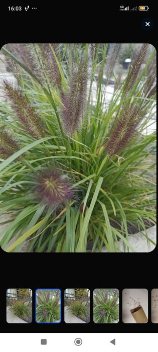 Продам семена декоративных злаков и трав