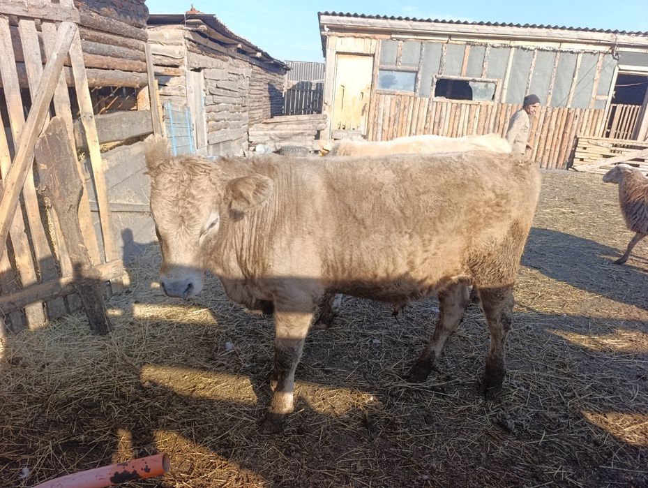 Продам бычков 4 головы.