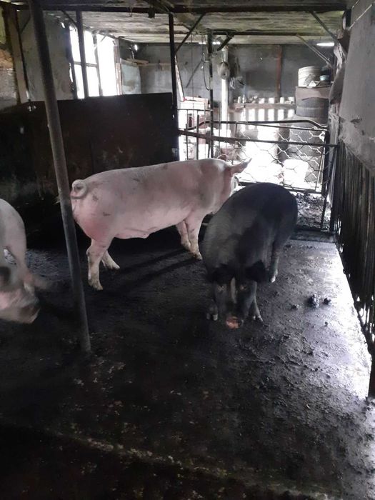 Продавам Прасета