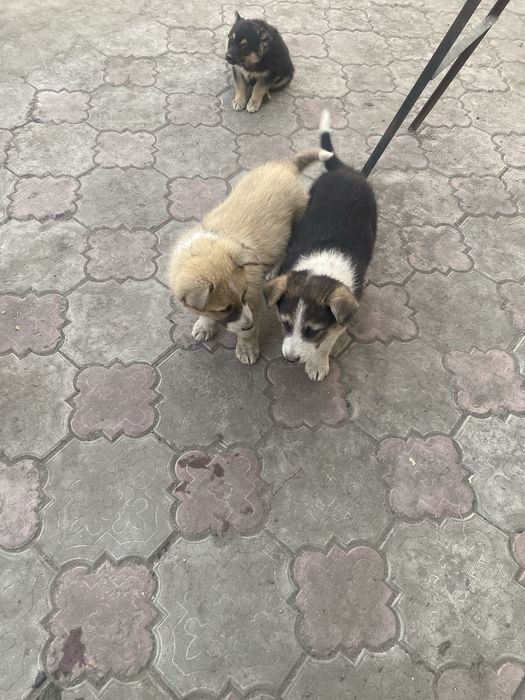 Отдам в добрые руки