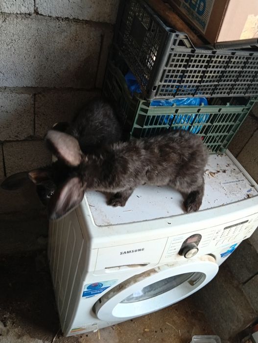 Продам кроликов двух