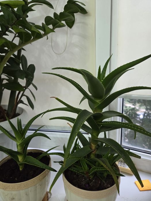 ФИКУС АЛОЕ комнатные цветы