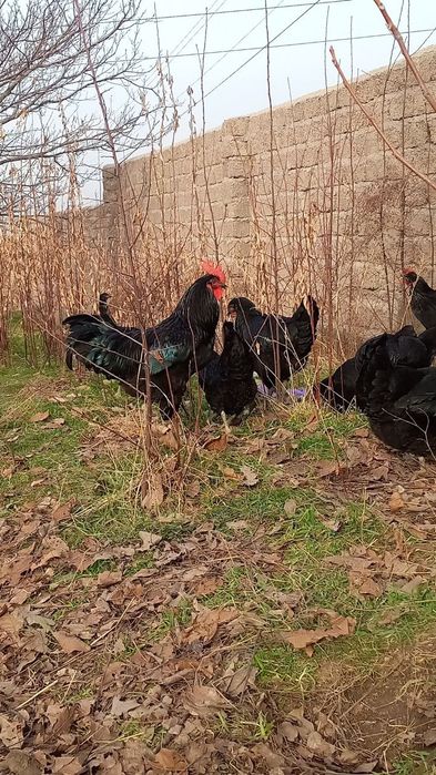 Кора шахзода хурозлари 1 ёш. Асил зот