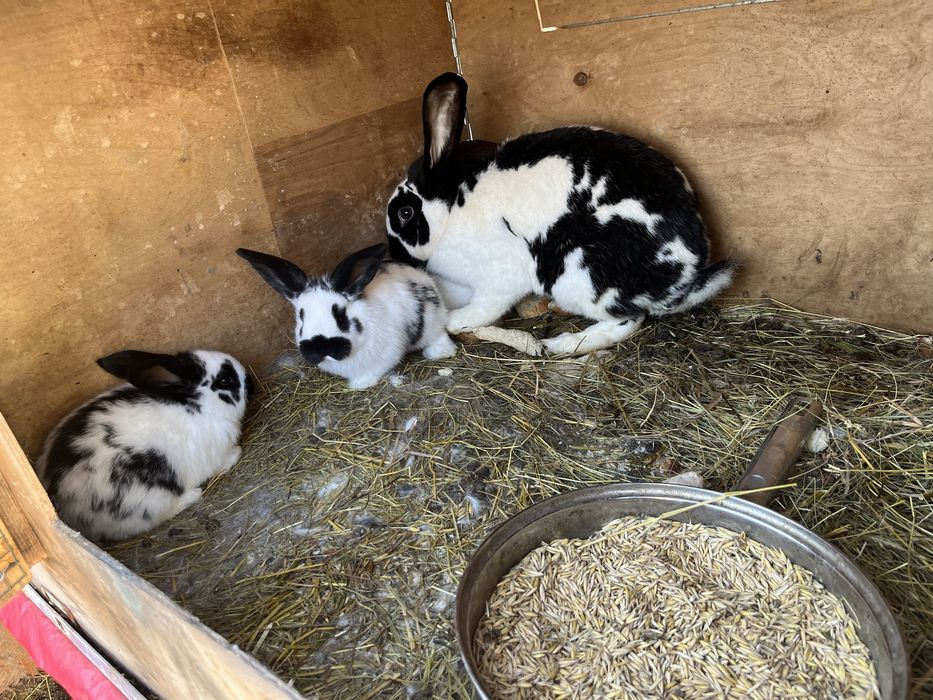 Vand iepuroaica cu 4 pui