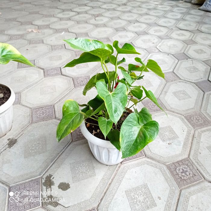 Продам цветок антуриум