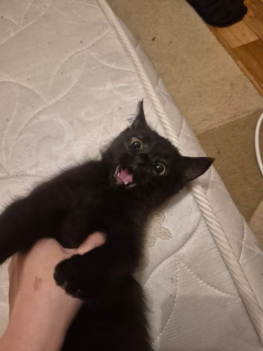Отдам котенка в добрые руки