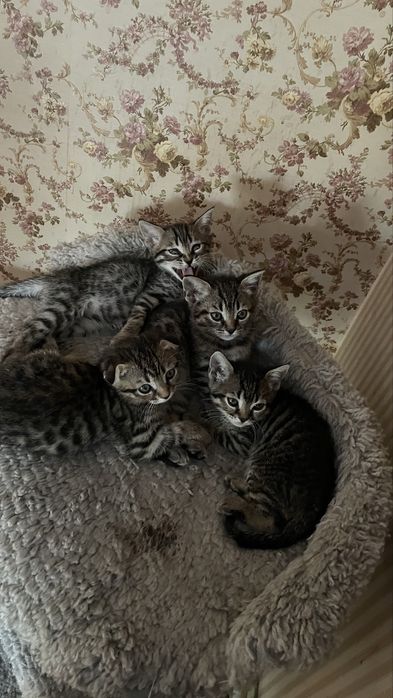 Котята    метисы