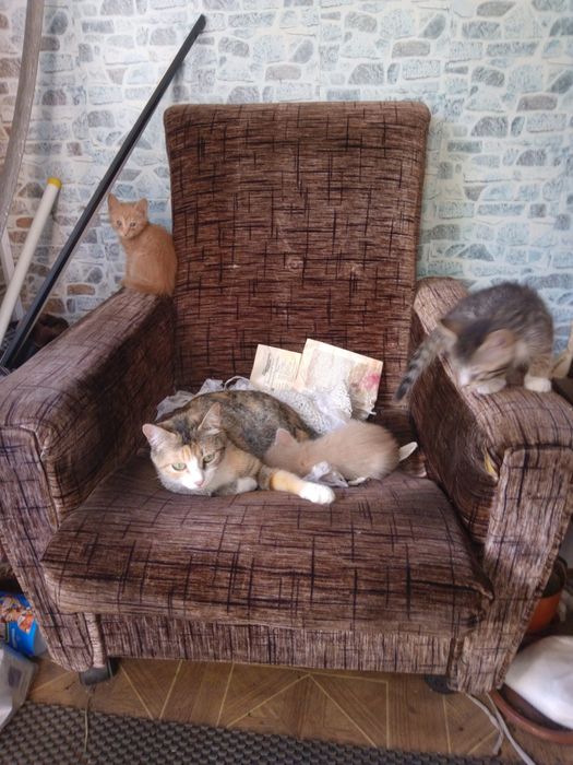Отдам котенка в добрые руки