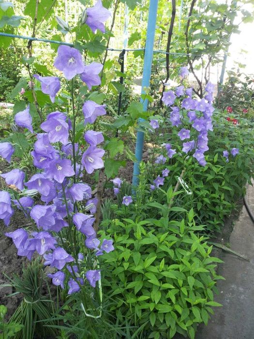 Клематисы разных сортов и спирея, ежевика, климатис, Klematis