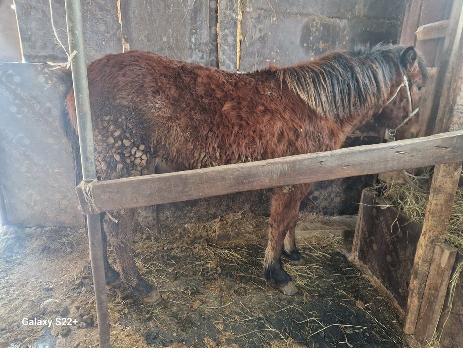 Продам лошадь на откорме