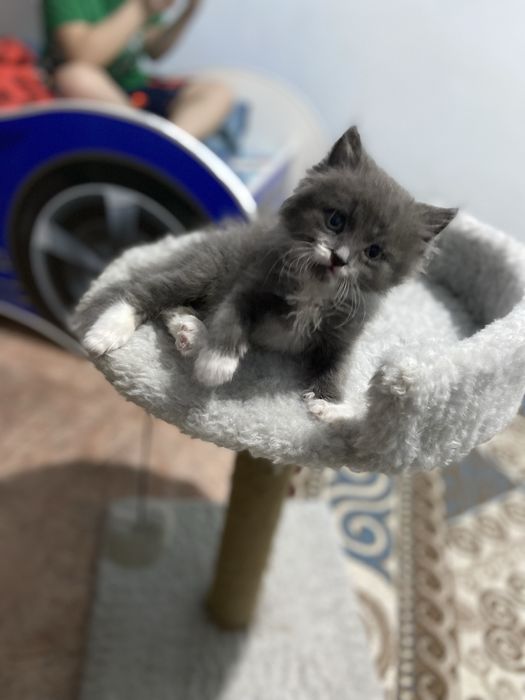 Продам котенка в хорошие руки