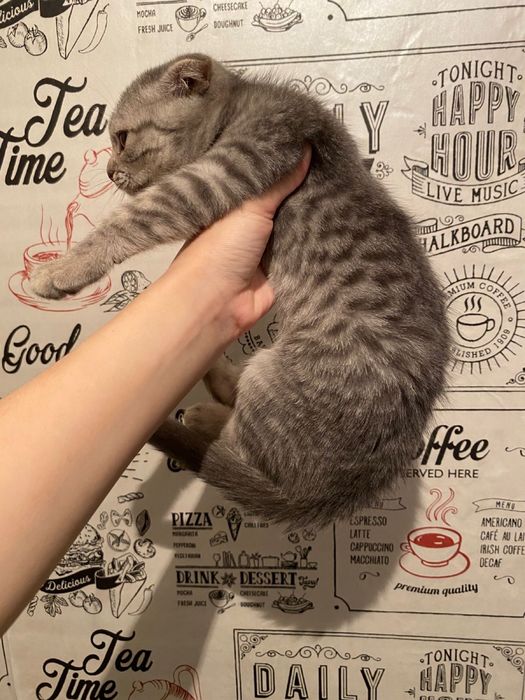 Обменяю вислоухую на бенгала