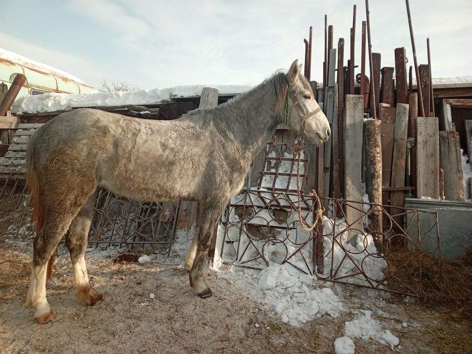 Кобылы сельхоз животные