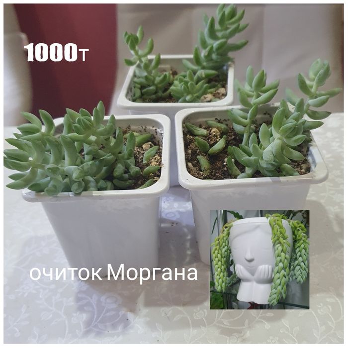 Комнатные растения
