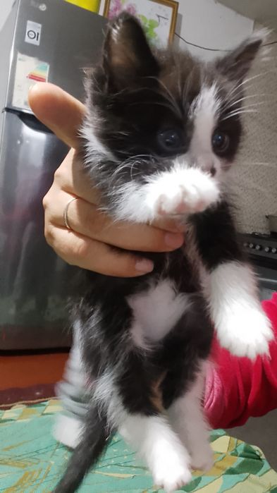 Shiringina o'yinqaroq mushukcha tekinga mexribon oylaga hadya qilama