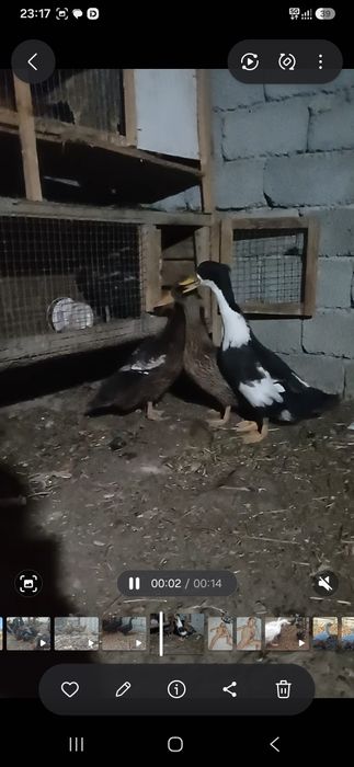 Утка хохлатый сатылады