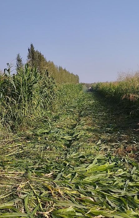 Бачки прес 80-90см лик, Bachki pres 80-90 sm lik