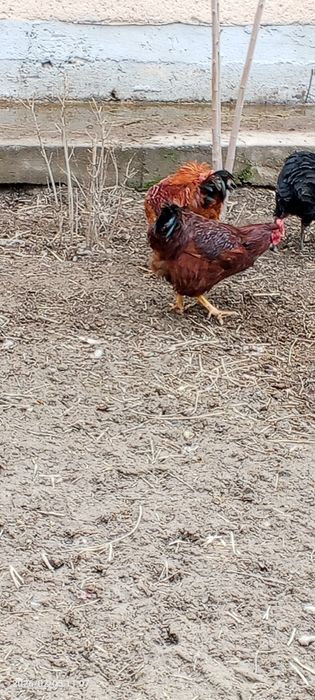 Xan yap xuroʻzlar sotiladi