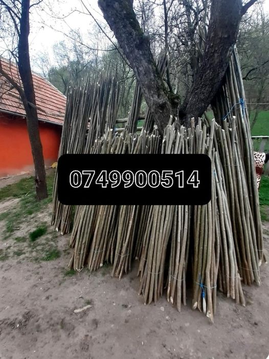Pari de fasole și de roșii la 2 lei bucata