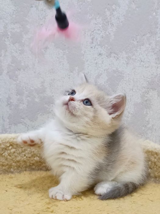 Манчкин девочка красотка