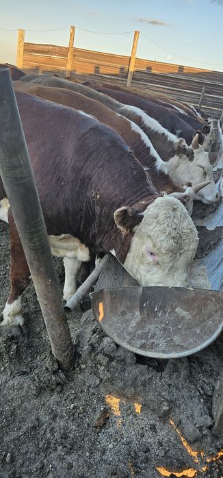 Откорм Бычки продажа