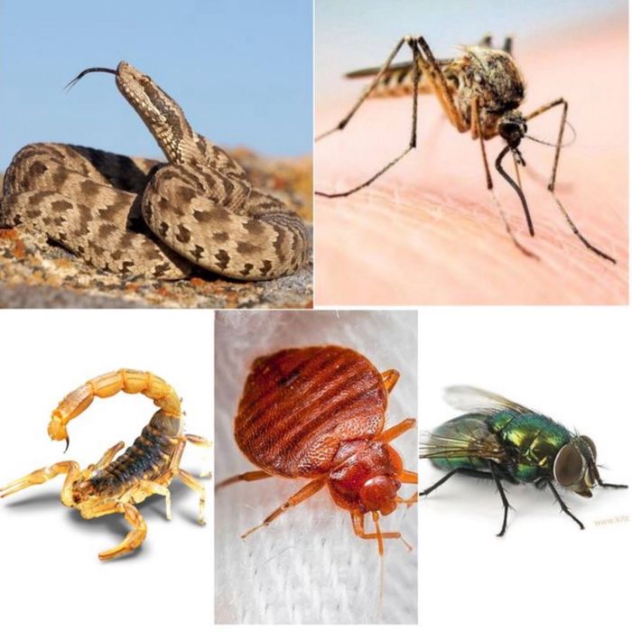 Дезенфекция дизенсекция дератиция клоп таракан dizinfeksiy 20% скидка