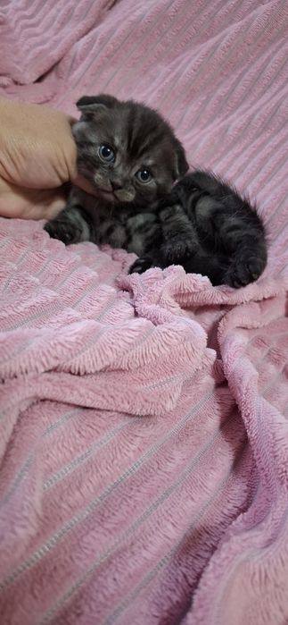 Скоттиш фолд котята шотландские