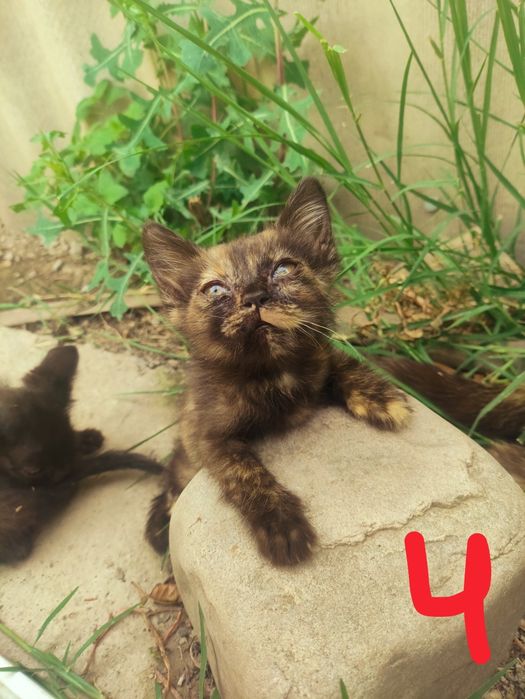Отдаются котята в хорошие руки!!!