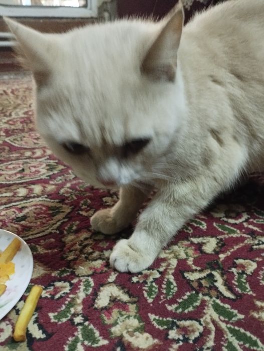 кошка шотландский