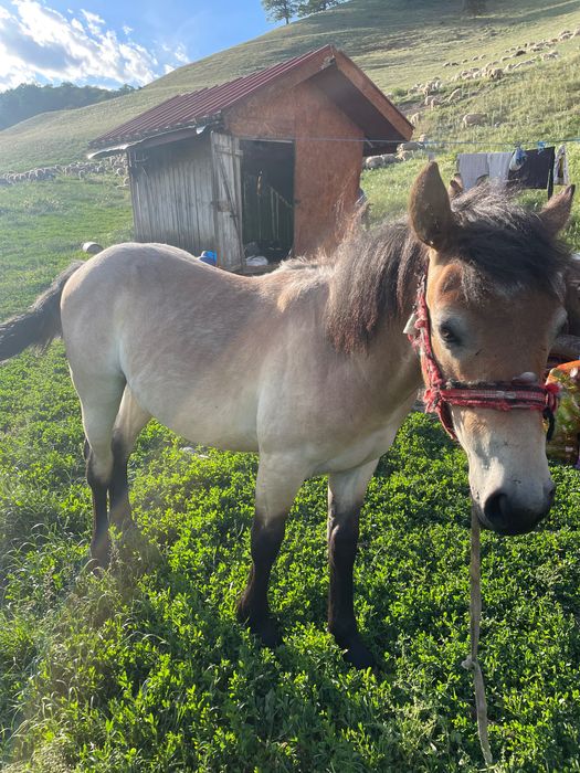 Mânz de un an de vânzare,Mediaș jud Sibiu