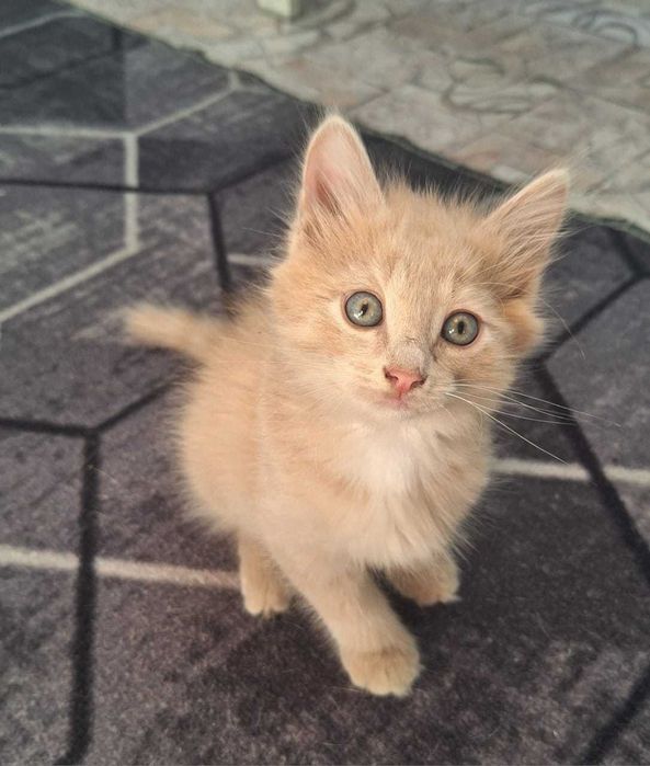 Котенок, котята.  Котики