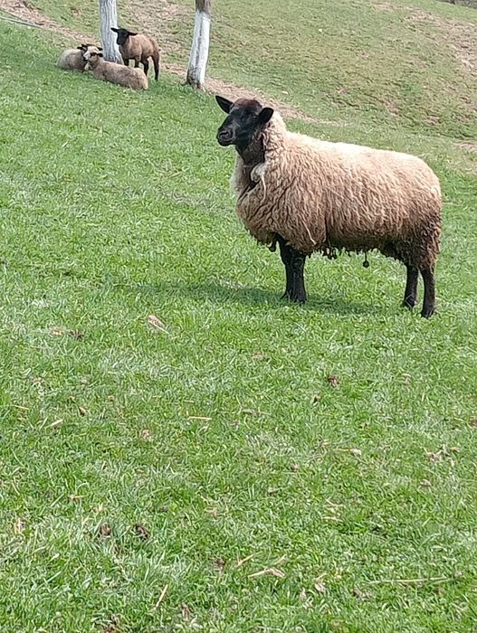 Cine dorește oi suffolk