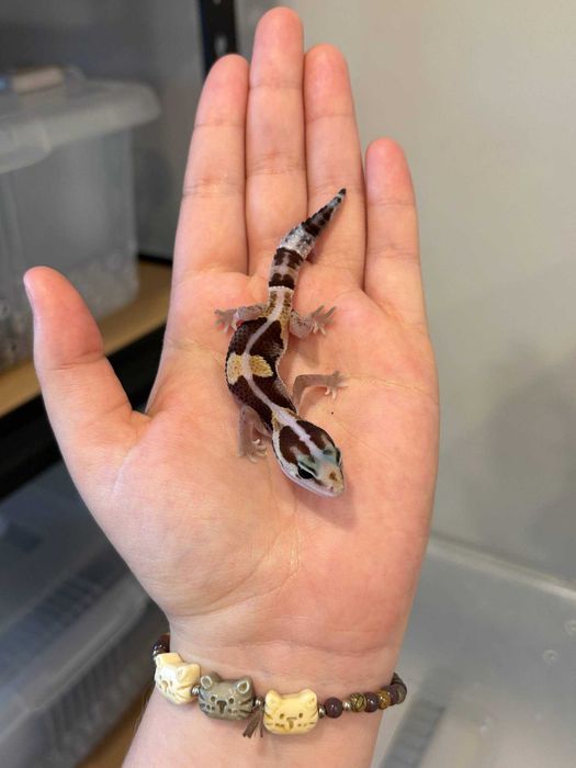 Гемитеконикс самец