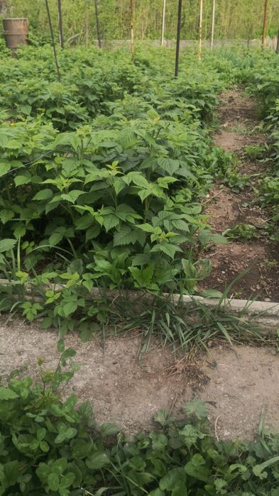 Саженцы малины бабье лето