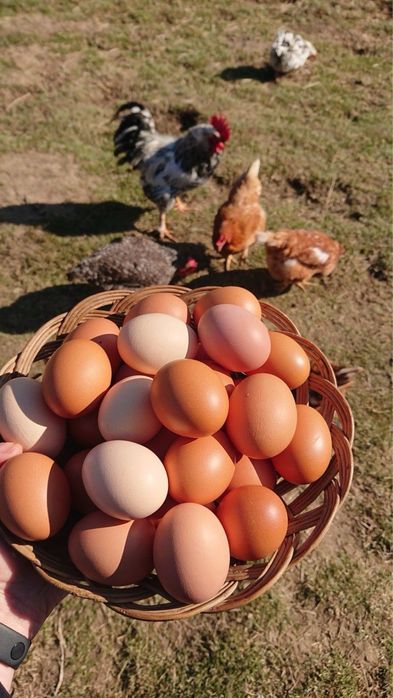 Яйца домашние вкусные