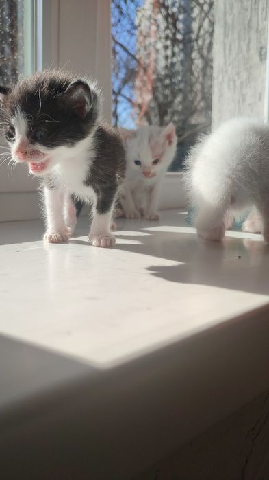 Отдам котят в добрые руки