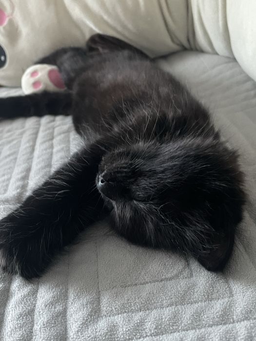 Отдам Котёнка девочку, к лотку приучена