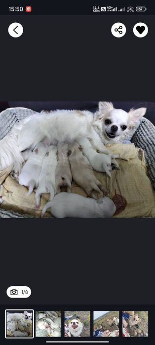 щенки чихуахуа , Резерв