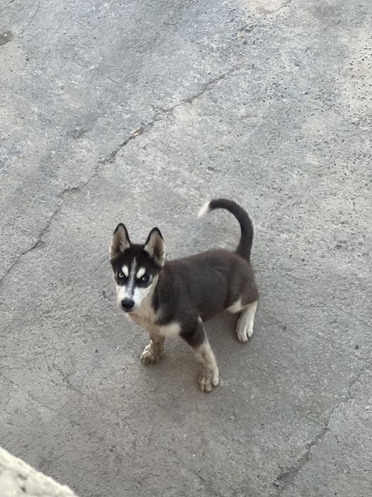 Сибирский Хаски 3 Ойлик