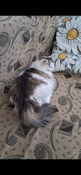 Пушистая грациозная Ева в добрые руки!