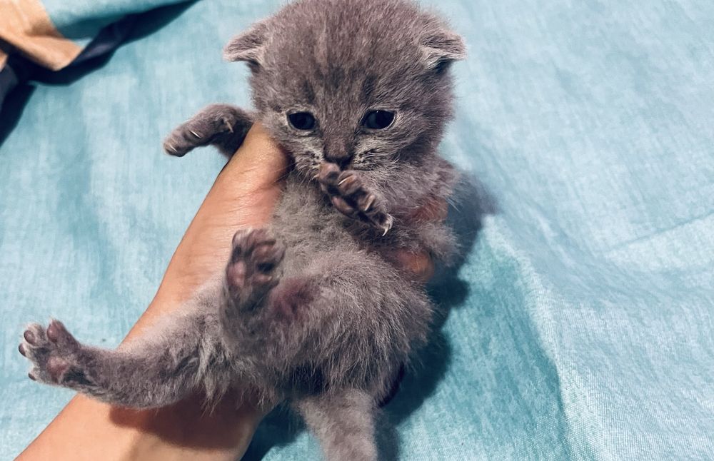 Кошка с котятами