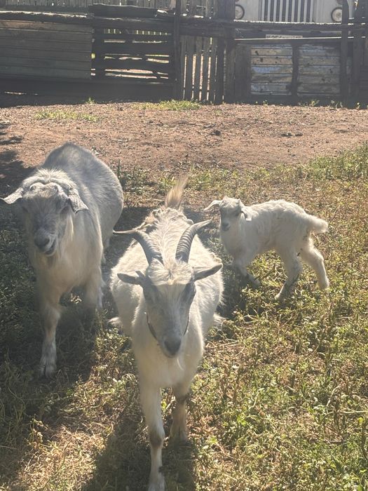 Продам козу, козлят, козла