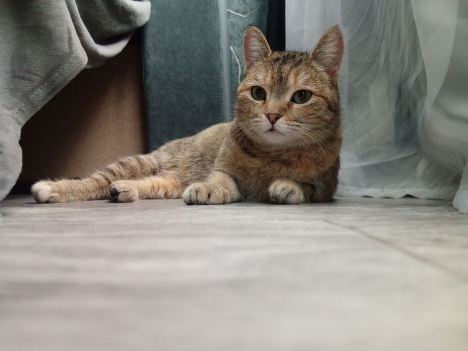 Отдам кошечку девочка