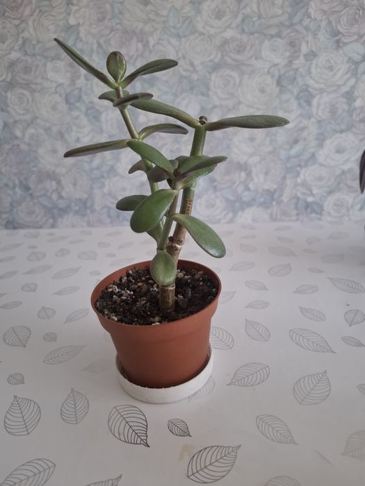 Продам денежное дерево