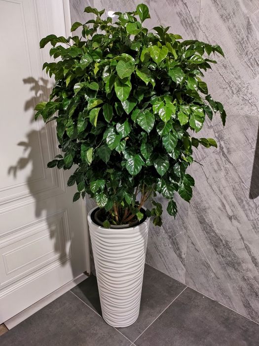 Комнатные растения . Доставка