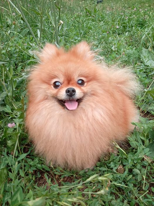 Продам собаку Шпиц