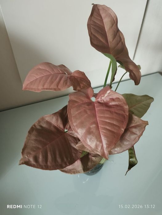 Сингониум Neon Robusta